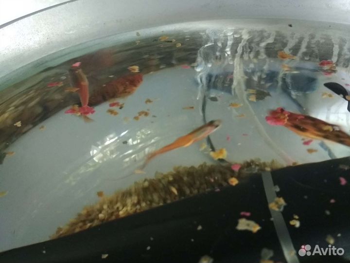 Аквариумное растение рыбки