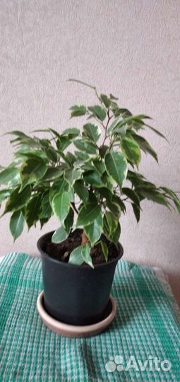 Фикус бенджамина