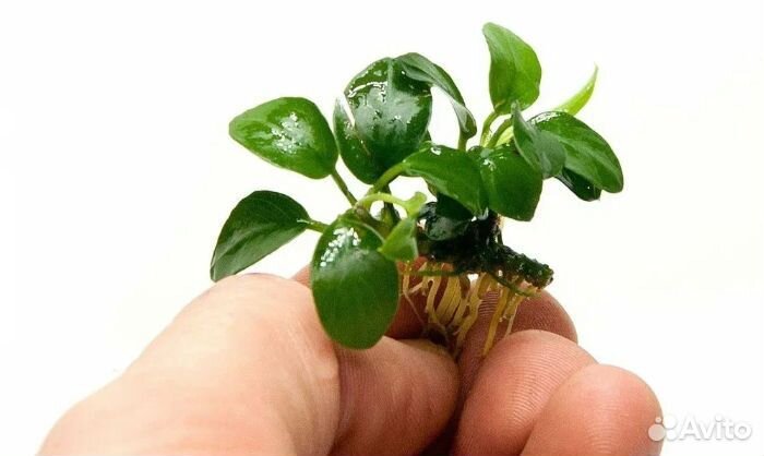 Аквариумные растения