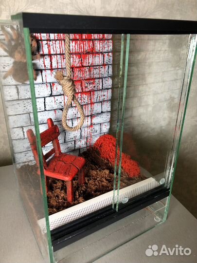 Паук птицеед