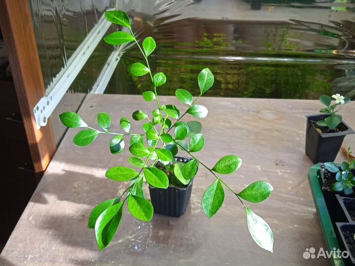 Мурайя метельчатая, с плодами и бутонами