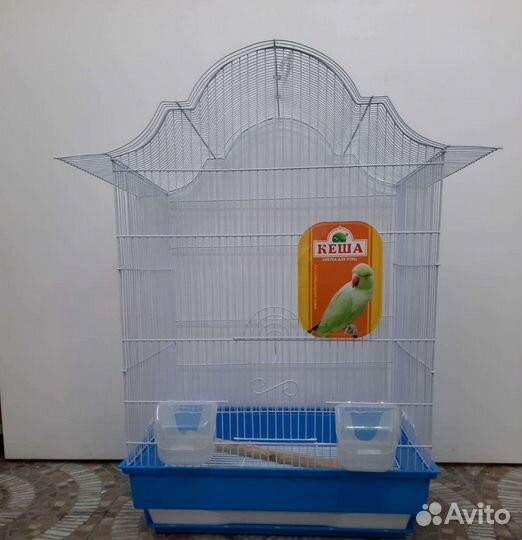 Попугай неразлучники