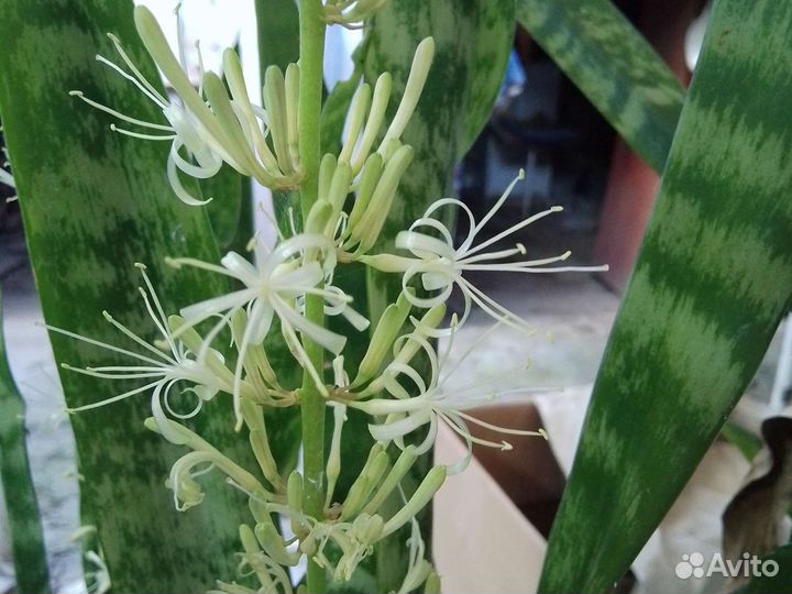 Сансевиерия