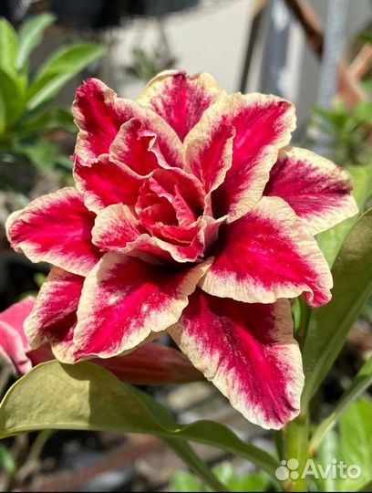 Адениум прививка Manh Long 1