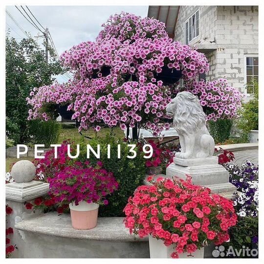 Рассада петунии