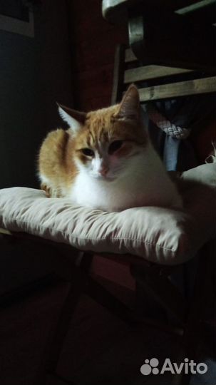 Коты- найденыши