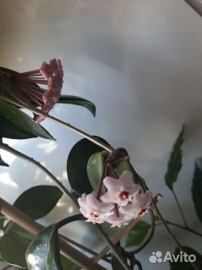 Красиво цветущие и декоративные комнатные растения