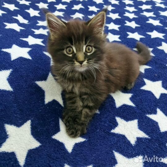 Мейн-кун Мальчик Котёнок
