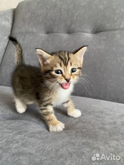 Котята