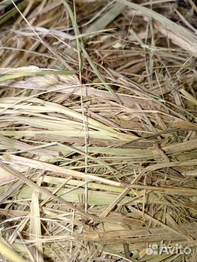 Сено луговое полевое,зелёное