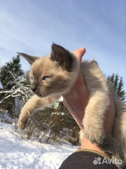 Жанни