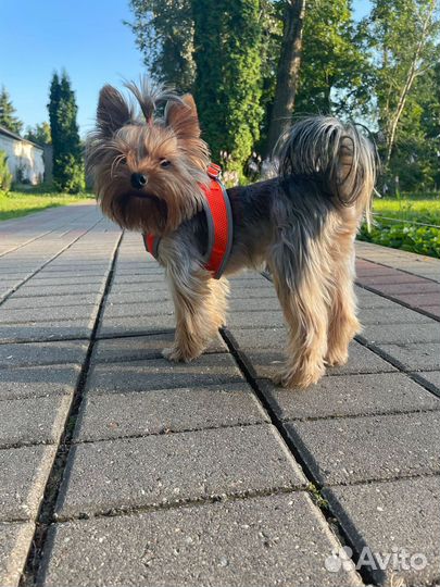 Йоркширский терьер вязка мальчик