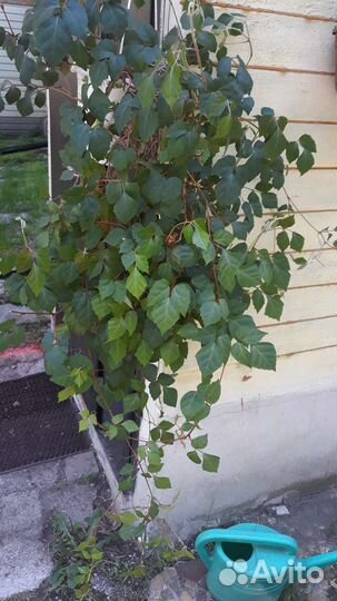 Черенки каприфоли, берёзки