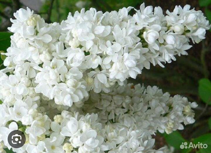 Сирень белая