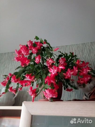 Декабрист (шлюмбергера красный) с горшком