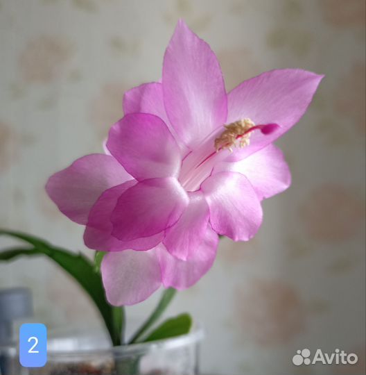 Декабрист шлюмбергера