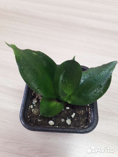 Сансевиерия ханни блэк джейд