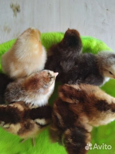 Суточные цыплята.Индюшата.Индоутята