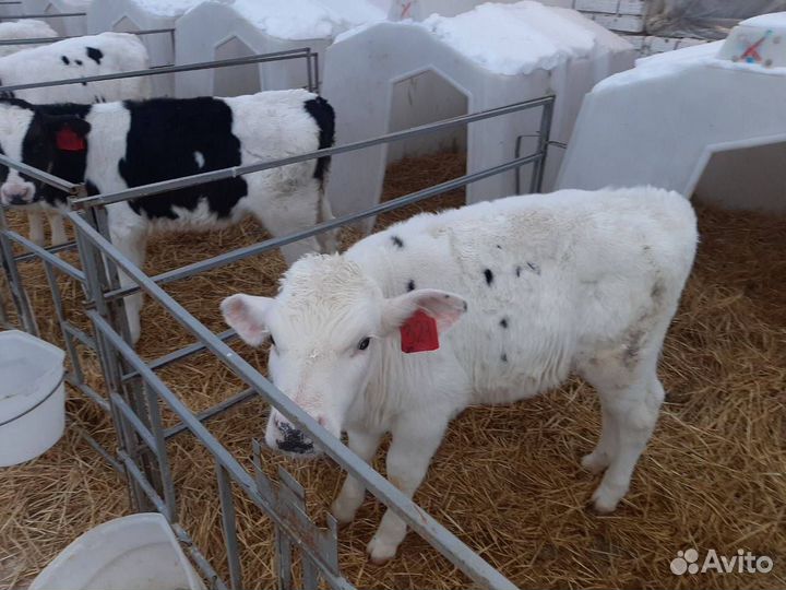 Телята, бычки, крс