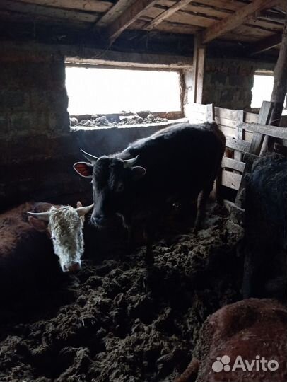 Бычки откормочные