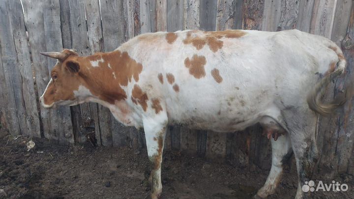 Продам тёлок, коров, телят