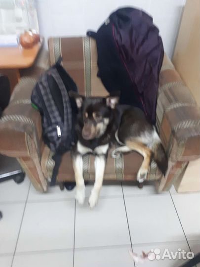 Щенок в добрые руки