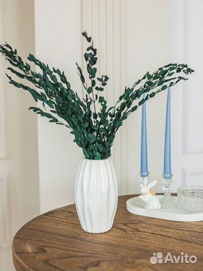 Эвкалипт сухоцвет