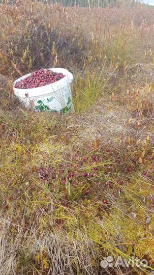 Клюква свежая