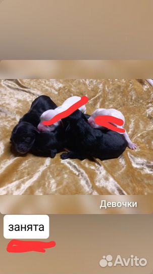 Русский спаниель