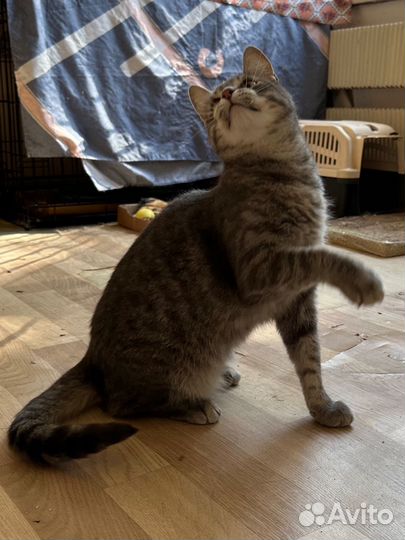 Кошка в добрые руки