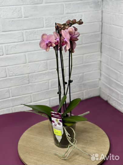 Орхидея фаленопсис