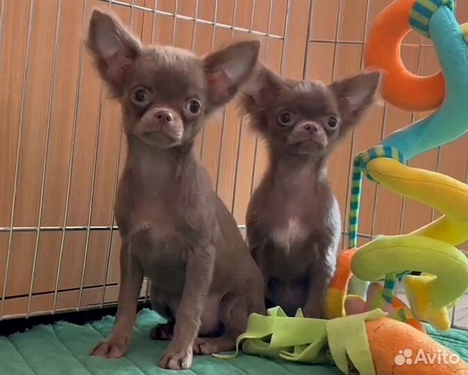 Чихуахуа Лиловые красотки