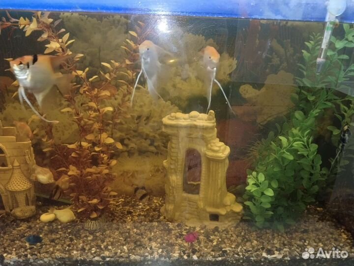 Аквариум