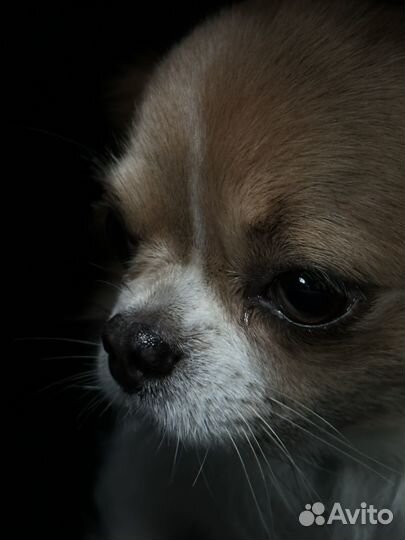 Вязка кобель чихуахуа