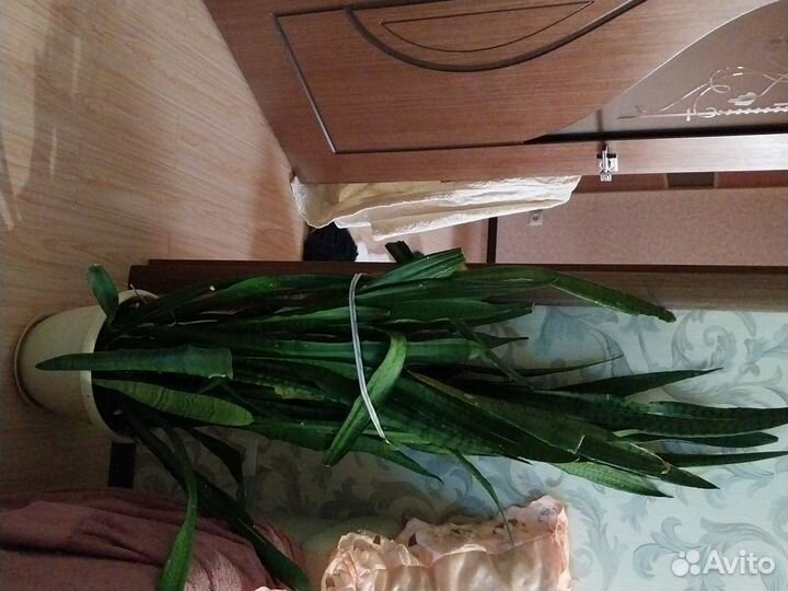 Сансевиерия Тешин язык