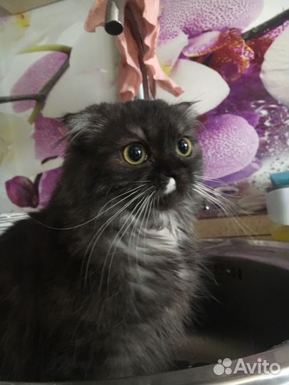 Котятки