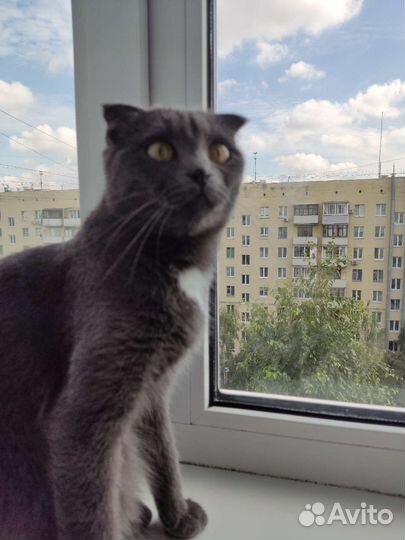 Британская вислоухая в дар