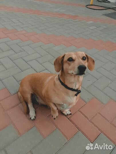 Такса щенок