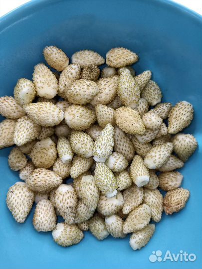 Семена земляники