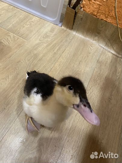 Утки муларды