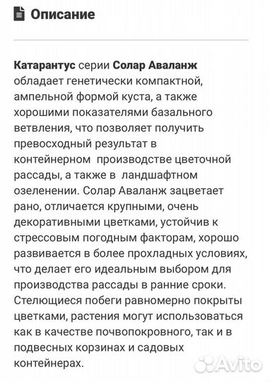 Катарантус ампельный