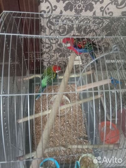 Попугаи Розелла