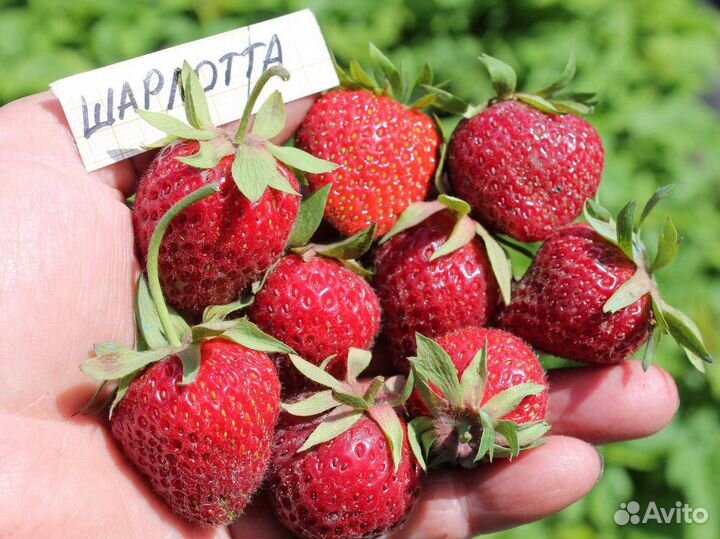 Саженцы клубники нсд(нейтрального светового дня)