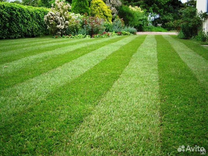 Рулонный газон с укладкой и доставкой
