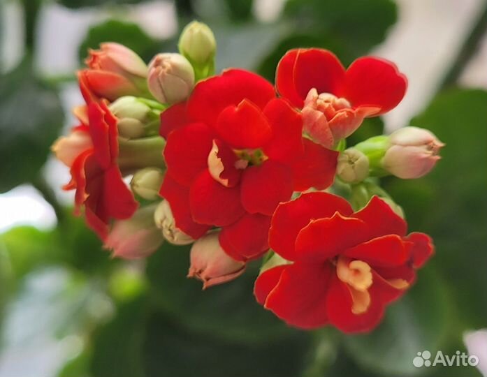 Каланхоэ красный