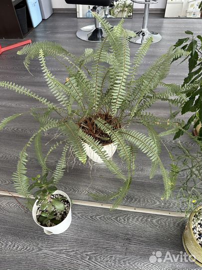 Папоротник нефролепис большой