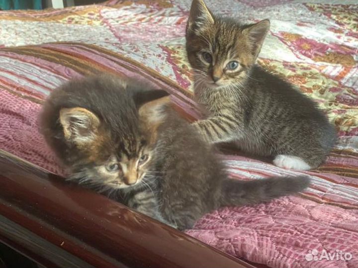 Котята мальчики