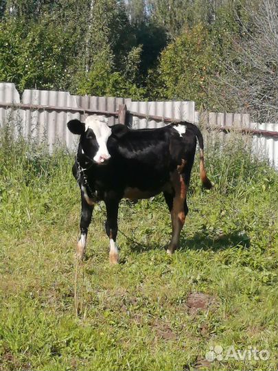 Коровы (тёлка, первотелка, нетели, бык)