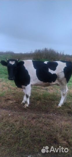 Тёлка 1 год и 9 месяцев