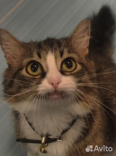 Кот в добрые руки